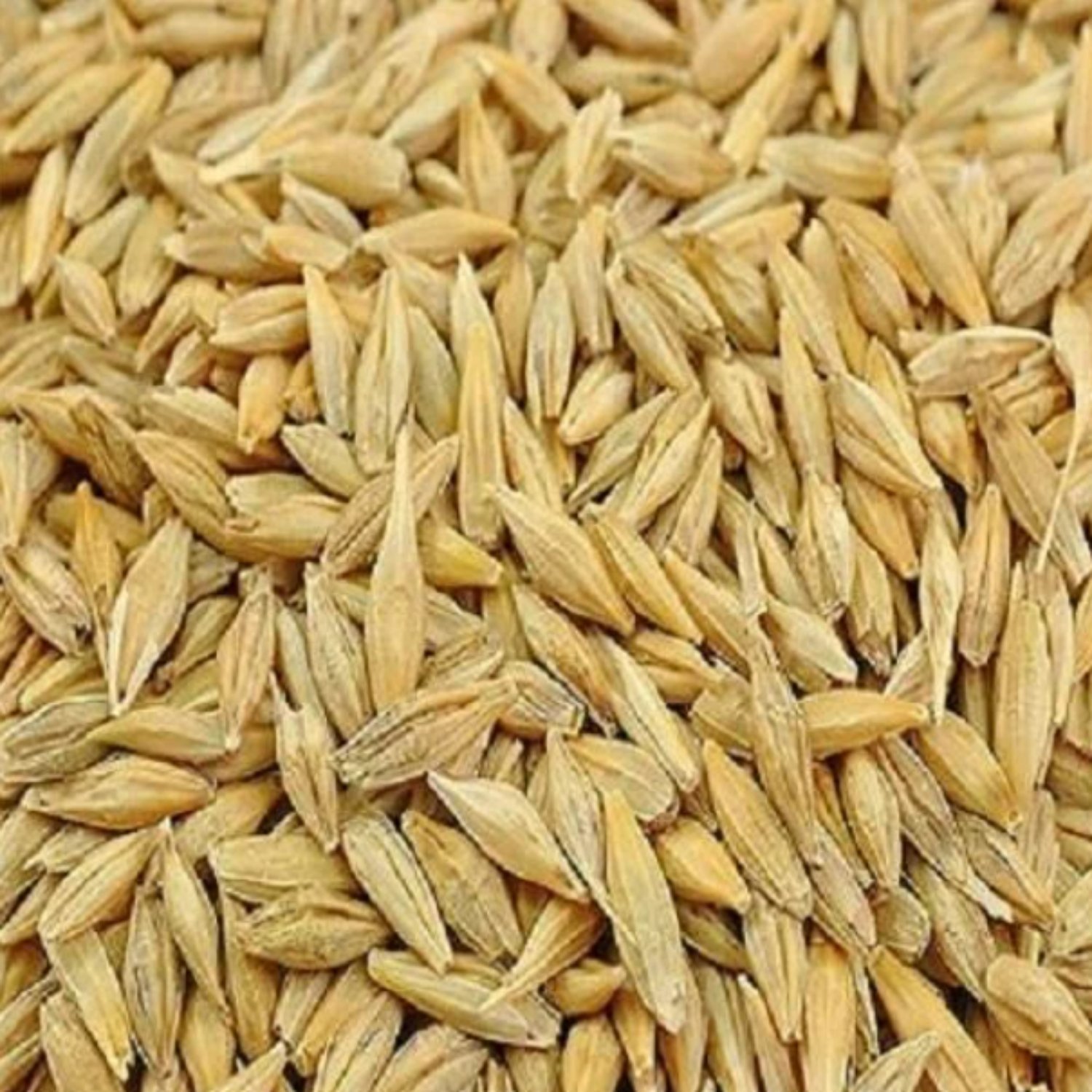 Barley Seed (Jau)