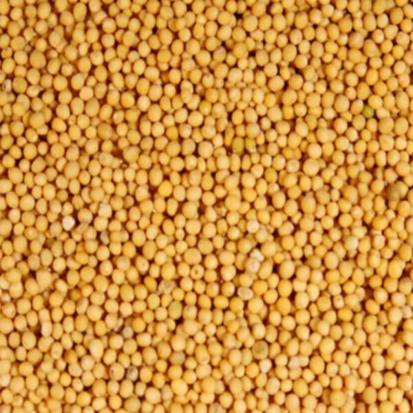 Sarson (Mustards) - Image 2