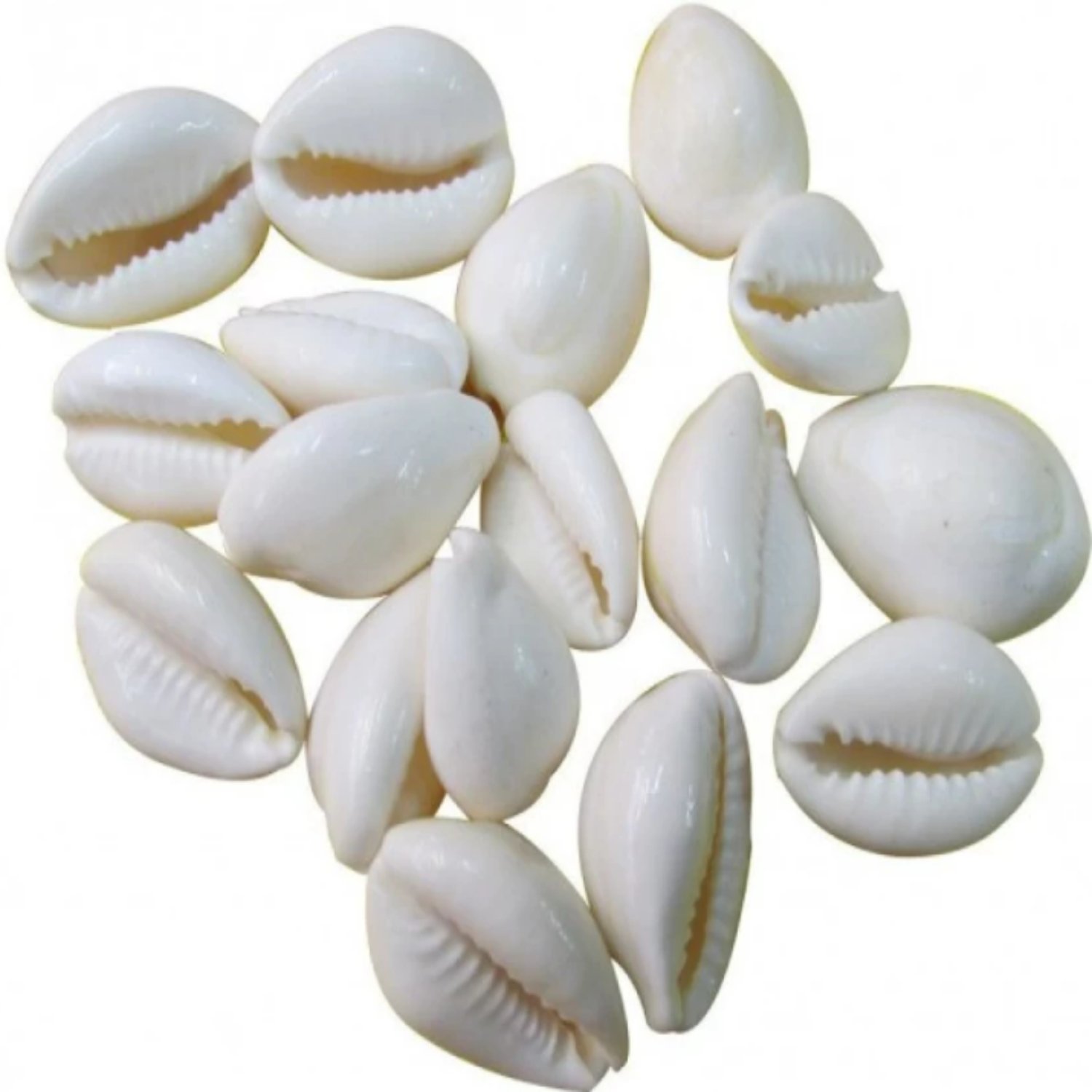 White Kodi For Pooja (11 Pc)